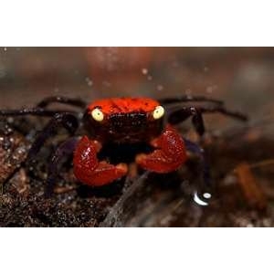 Geosesarma spec.  Red Devil Crab 3-3,5cm